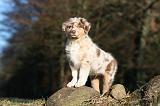 BERGER AUSTRALIEN PUPPIES 681
